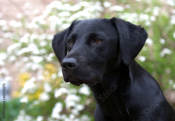 Obraz puppy in garden