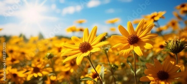 Fototapeta Arnica flowers landscape with sky. Natural fresh Arnica. Copyspace. Photo texture. Horizontal banner. Ai generated