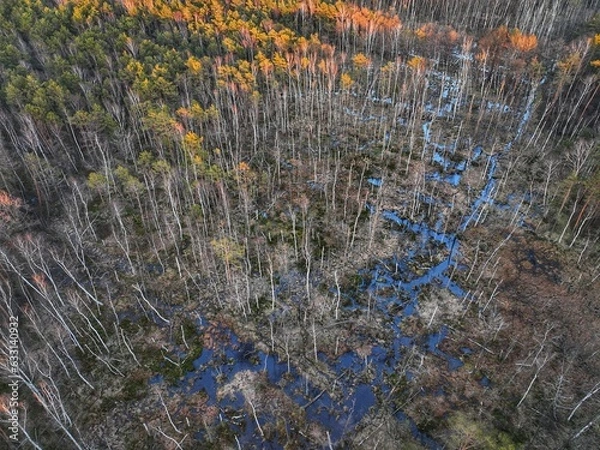 Obraz Wiosenne bagno