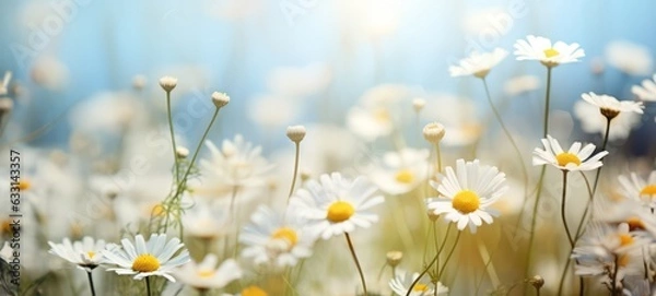 Fototapeta Chamomile flowers. Camomile in the nature. Field of camomiles at sunny day at nature. Horizontal banner poster texture. Ai generated