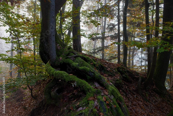 Obraz Tree roots covered in moss in a colorful autumn forest.