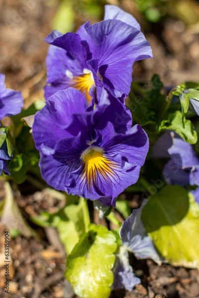 Fototapeta purple iris flower