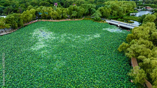 Fototapeta The scenery of Nanhu Park in Changchun, China, where lotus blooms in summer