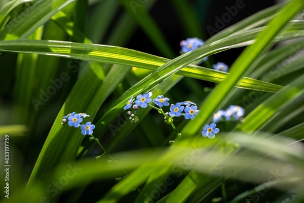 Fototapeta Forget-me-not