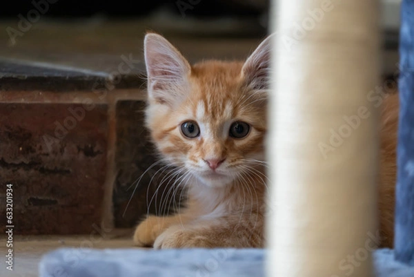 Fototapeta Cute kitten looking at camera and preparing for attack
