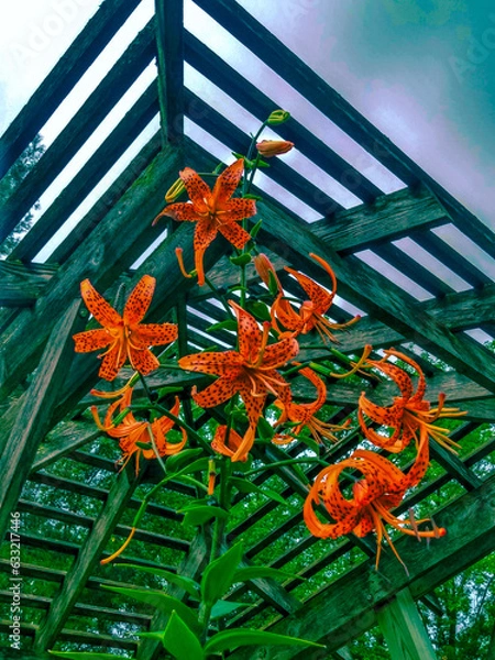 Obraz flowers on the roof