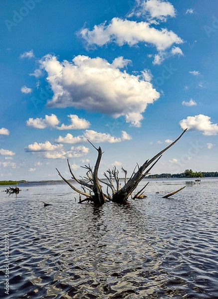 Obraz tree on the beach