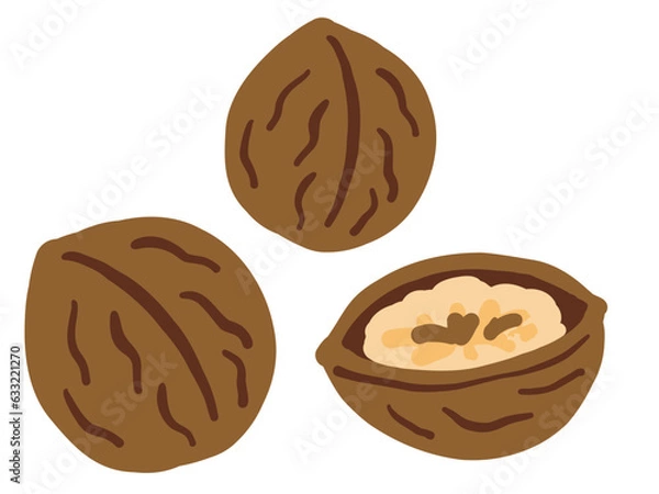 Fototapeta かわいい殻入りクルミ／手描きイラスト素材