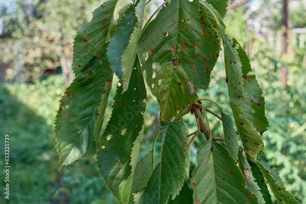 Obraz Cherry leaves are eaten by caterpillars and become sick.