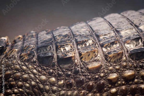 Obraz Crocodile skin texture.
