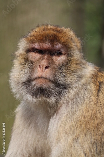 Obraz Böser Blick beim Berberaffen
