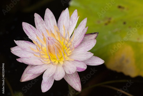 Obraz pink water lily