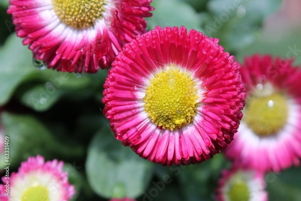 Obraz Maßliebchen mit Regentropfen
