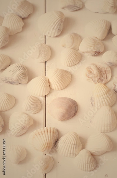 Obraz Sea shells