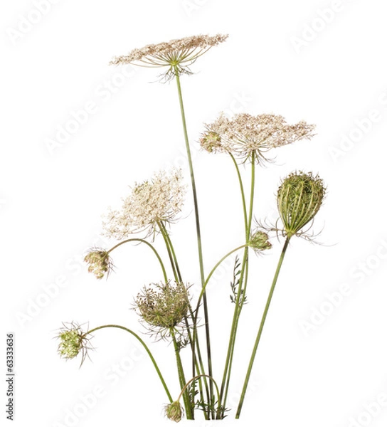 Fototapeta Bouquet of wildflowers (wild carrot) isolated on white.