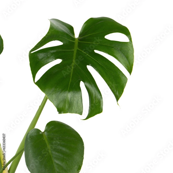 Fototapeta monstera leaf