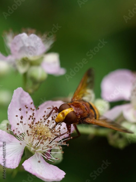Obraz Bee on a blackberry flower