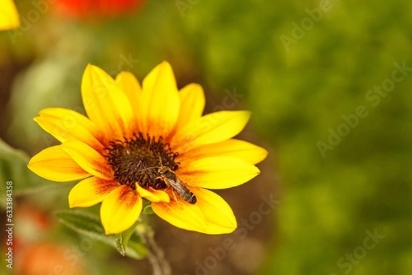 Obraz Zwergsonnenblume mit Honigbiene