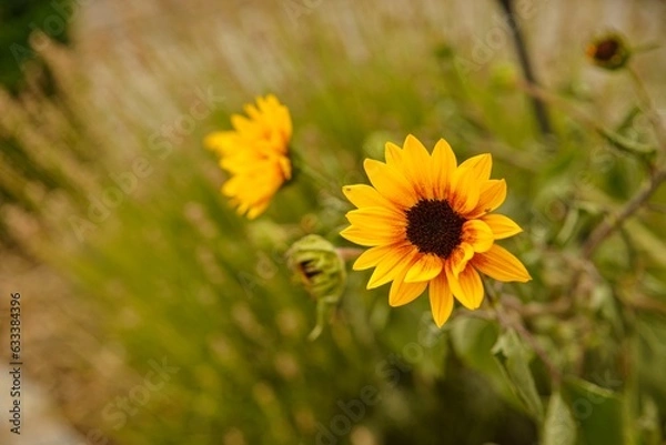 Obraz Minisonnenblume im Hausgarten