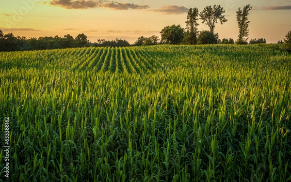 Obraz cornfields at sunset
