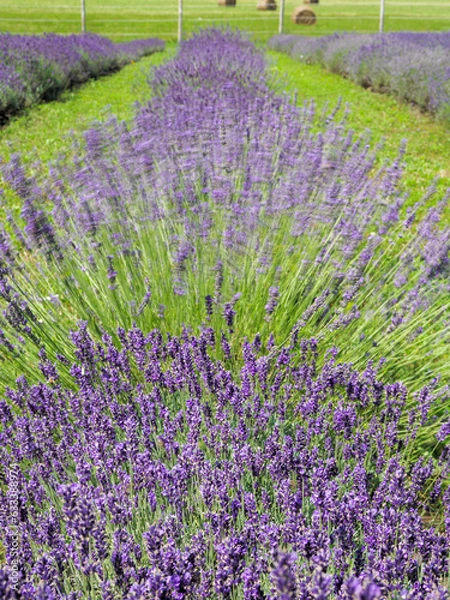 Obraz A field of lavender plants in full bloom, moving in the breeze