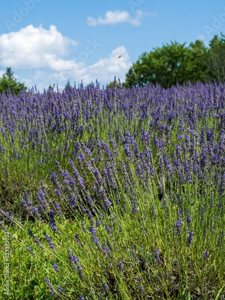 Obraz A field of lavender plants in full bloom