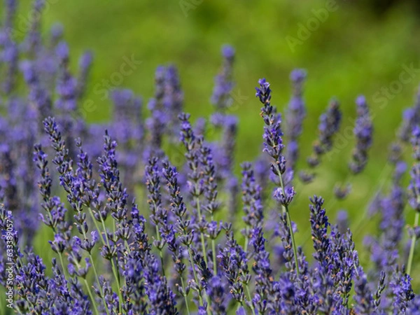 Obraz A field of lavender plants in full bloom, close up, shallow depth of field