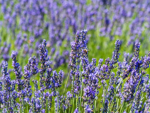 Obraz A field of lavender plants in full bloom