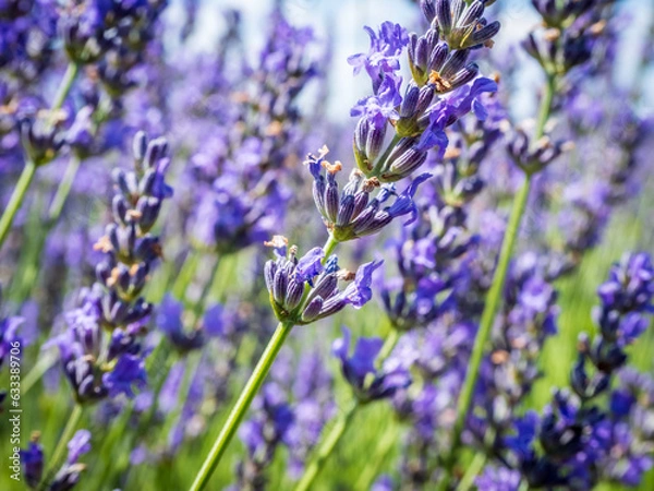 Obraz A field of lavender plants in full bloom close up