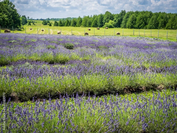 Obraz A field of lavender in full bloom