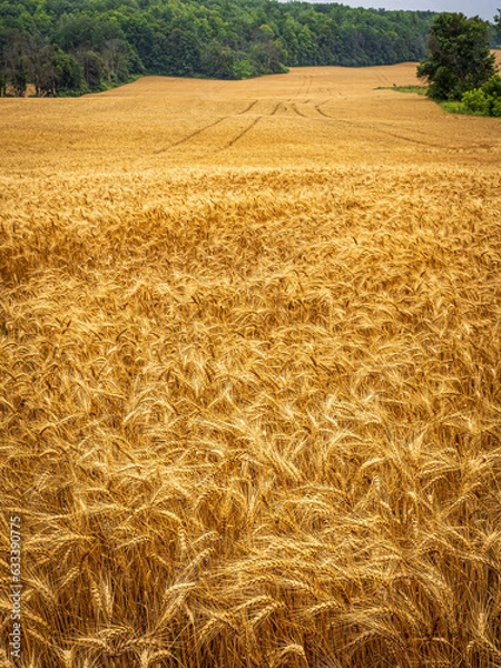 Obraz golden wheat field