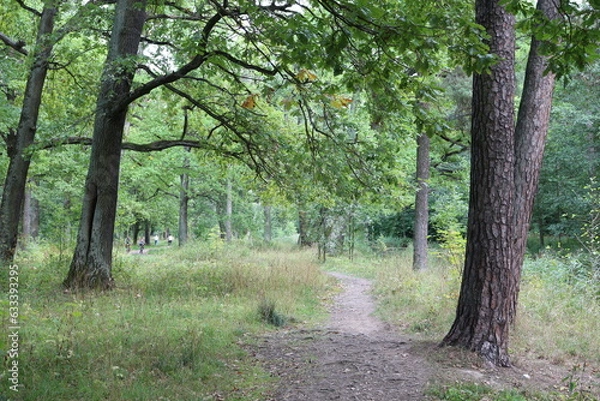 Fototapeta Everyday walk in Forest. Park. Beautiful Scene Old Trees all in green