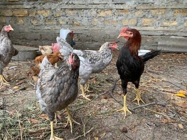 Obraz rooster in the farm