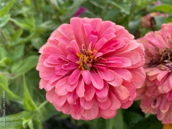 Obraz pink dahlia flower