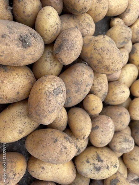 Obraz potatoes on a wooden table