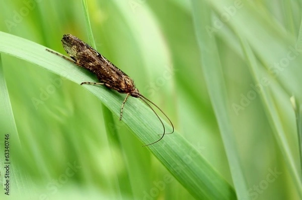 Fototapeta Köcherfliege / caddisfly