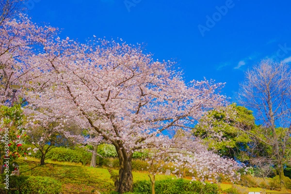 Fototapeta 岸根公園の桜