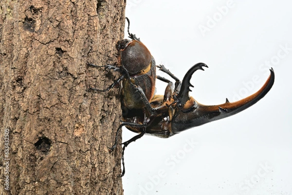 Obraz ヘラクレスオオカブト
