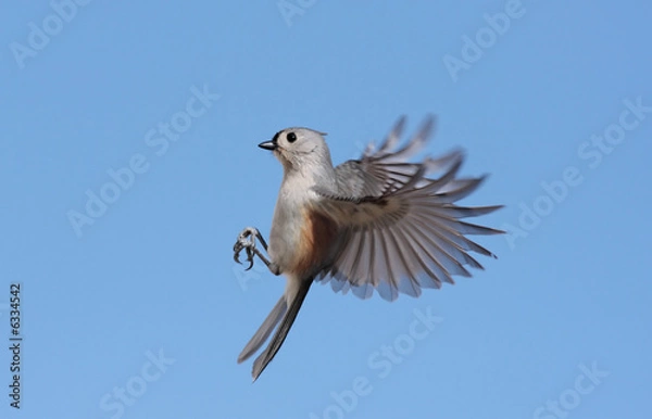 Obraz Tufted Titmouse in Flight