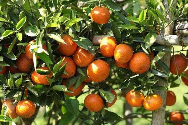 Obraz fresh orange on plant, orange tree