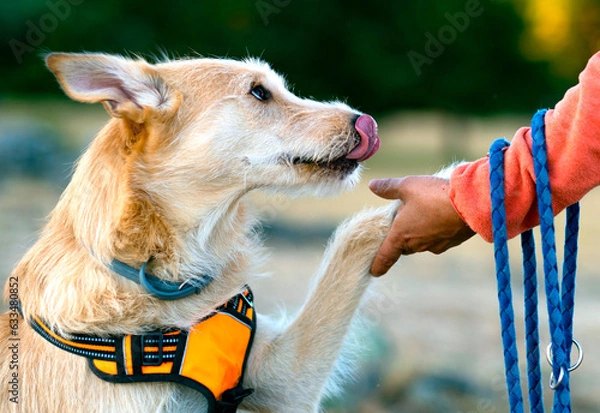 Obraz A precious pet is looking forward to receiving its treat.