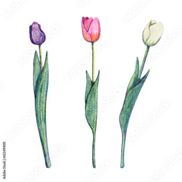 Obraz Tulip flowers risograph retro illustration