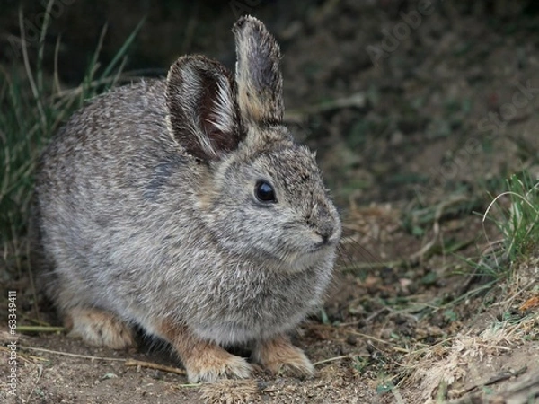 Obraz Columbia Basin Pygmy Rabbit