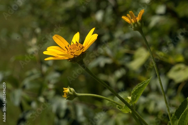 Obraz Yellow oxeye daisy blooming on a dark green background on a summer day in Iowa. 