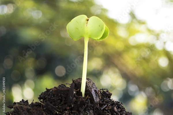 Obraz Small seedling 4