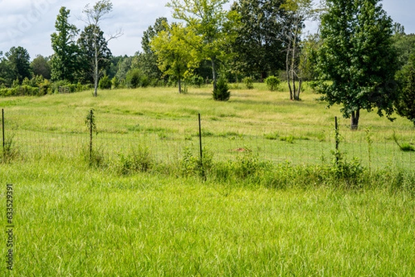Obraz field and trees