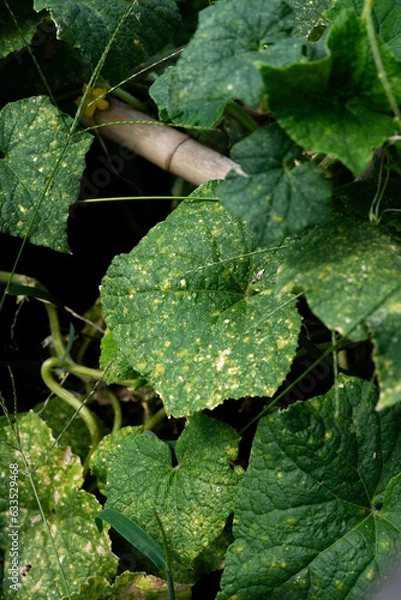 Fototapeta nutrient deficient plant