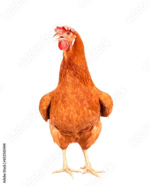 Fototapeta full body of brown chicken ,hen standing isolated white background use for farm animals and livestock theme