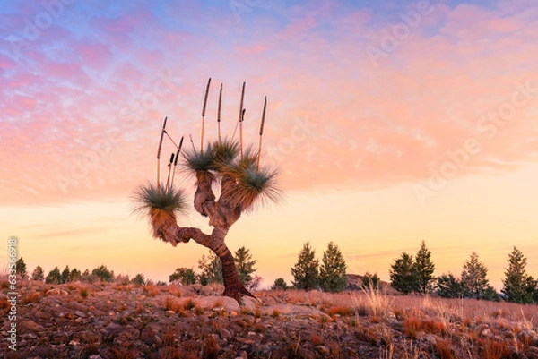 Fototapeta Grass Tree Sunset