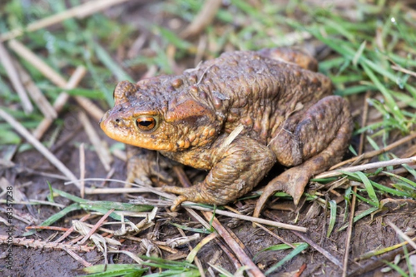 Fototapeta Common Toad